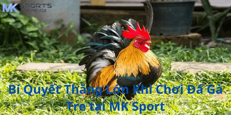 Bí quyết chiến thắng khi chơi đá gà tre tại Mk sport